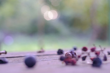 Two withered grape berries artistic selective soft focus background