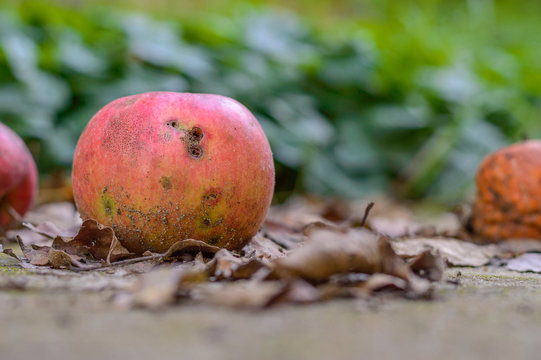 Rotten Apple Fallen On The Ground Eaten By Worms