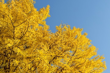 Fototapeta premium Blue sky and yellow autumn leaves