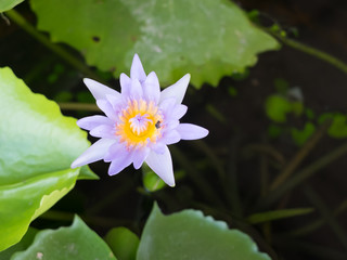 Bee landing to purple lotus flower with copyspace