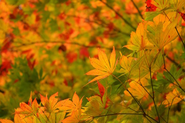yellow autumn leaves