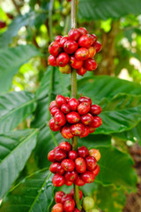 Coffee beans ripening on a tree.