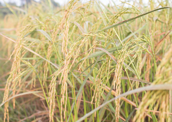 Rice in field