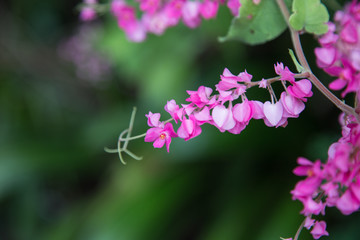 Coral Vine flower
