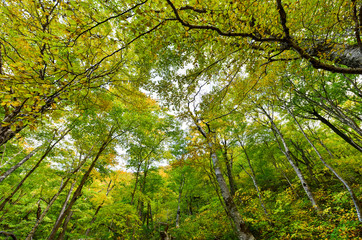 Fall Foliage Vermont