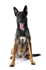 belgian shepherd dog