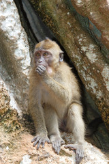 Crab-eating Macaque (Macaca fascicularis)