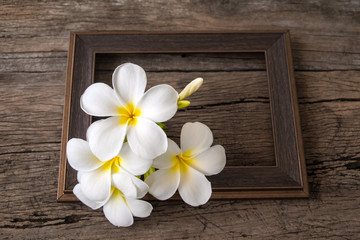 Plumeria flower on wood and picture frame