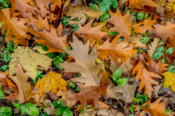 Couleurs d'automne dans le parc du Couvent de La Tourette