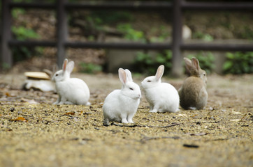 大久野島のウサギ