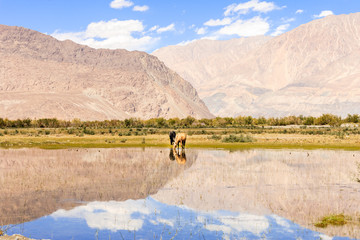 Horse near lake