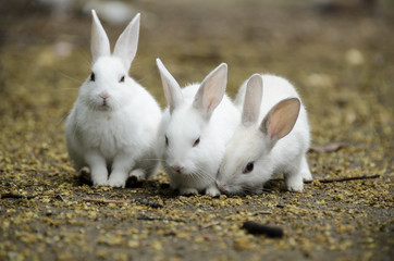 大久野島のウサギ