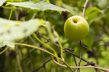 quince fruit and a portion of the fence