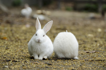 大久野島のウサギ