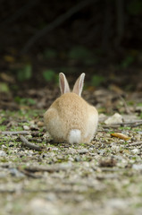 大久野島のウサギ