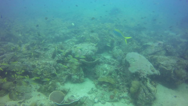 HD Format : Tropical fish swim around a barrel sponge on a coral reef.
