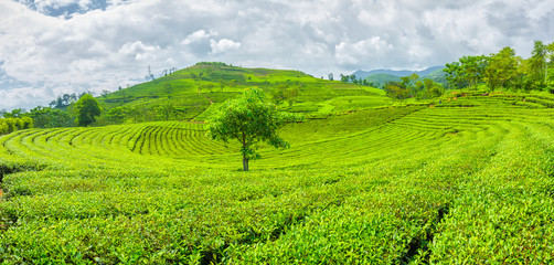 Fototapeta premium Tall trees on the hill tea with tea tree hugging carpet hills mountainous area of Yen Bai, Vietnam