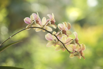 Obraz premium orchid flower