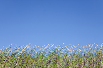 High grass against clear blue sky