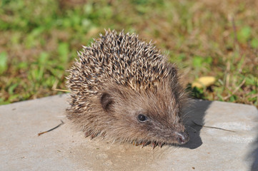 Hedgehog mammal