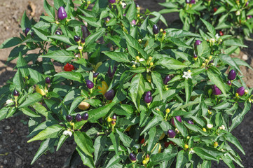 Red peppers vegetables