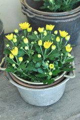 Yellow chrysanthemum flower