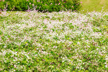 Pink flowers background