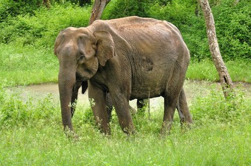 Fototapeta na wymiar Elephant in safari of India
