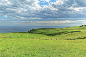 Fototapeta na wymiar Coastal view from top of the grassland mountain in Dunedin, Otago Peninsula, South Island New Zealand