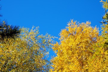 Fototapeta premium Herbst mit blauem Himmel