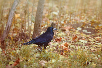 Rook walks./  Wonderful huge blue-black rook walks in autumn park.