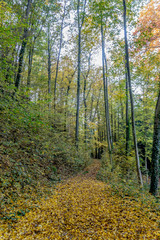 Obraz premium Couleurs d'automne dans le parc du Couvent de La Tourette