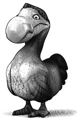 Dodo © Julien Tromeur