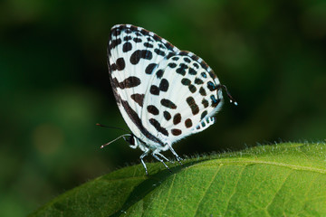 Butterfly on  leaves with nature background