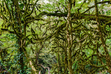 The yew-and-boxwood tree grove is a natural site in the Host village, Sochi, Krasnodar Krai, Russia.