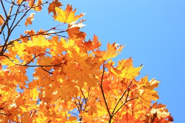 Beautiful autumn leaves of maple