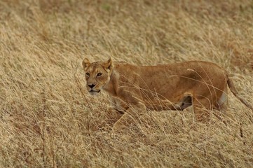 Lioness