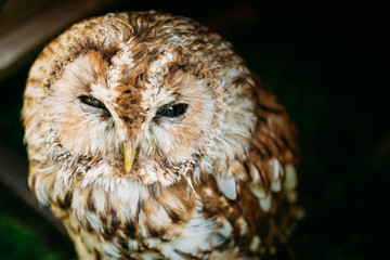 The small tawny owl. Wild bird. Close up head, face.