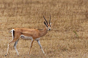 Gazelle in Ngorongoro Conservation Area, Tanzania