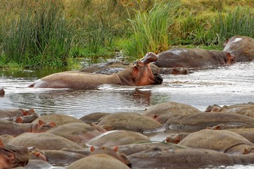 Fototapeta premium Hippos resting in the river in Ngorongoro Conservation Area, Tanzania