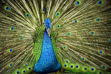 Fotobehang Indian Blue Peafowl © razihusin
