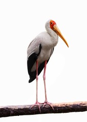 Yellow billed Stork bird standing on tree branch