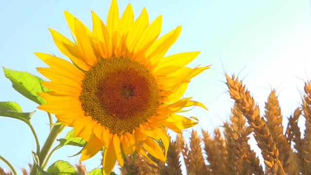 Flower sunflower and ears of wheat against the sky. Slow motion