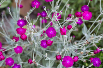 Flowerbed with Rose campion (Lychnis coronaria)