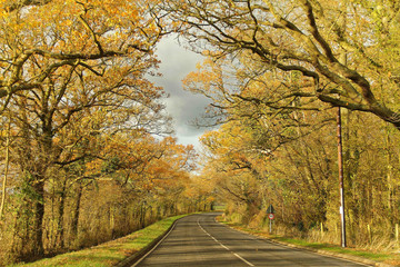 Naklejka na ściany i meble Tall trees of fall colors between long road on country side driv