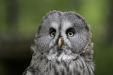 Great Gray Owl (Strix nebulosa)