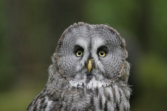 Great Gray Owl (Strix nebulosa)