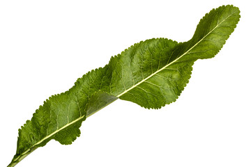 Fresh horseradish leaf (Armoracia P. Gaertn), isolated on white