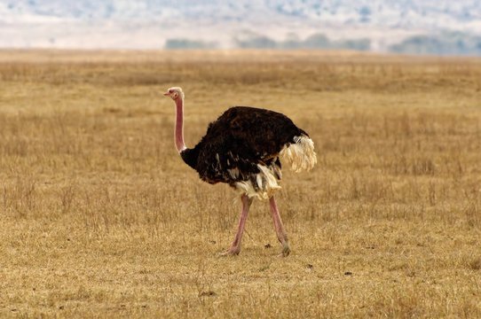 ostrich walking on a grassland in Africa
