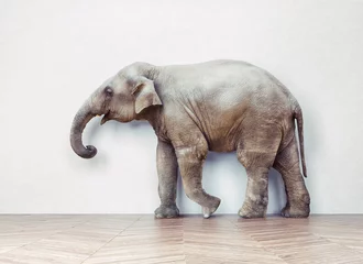 Crédence de cuisine en verre imprimé Éléphant l& 39 éléphant calme